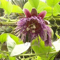 Passiflora quadrangularis L.